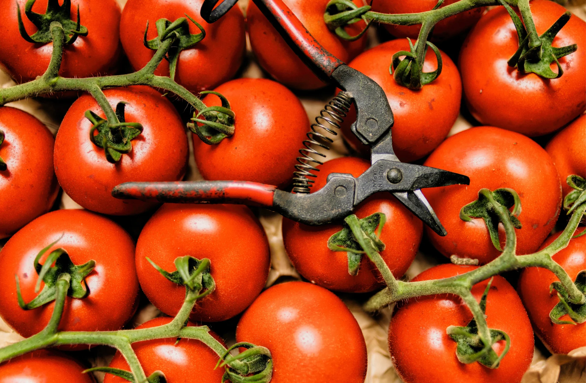 06 Zurgams Kellermann Food Foto Markus Gmeiner