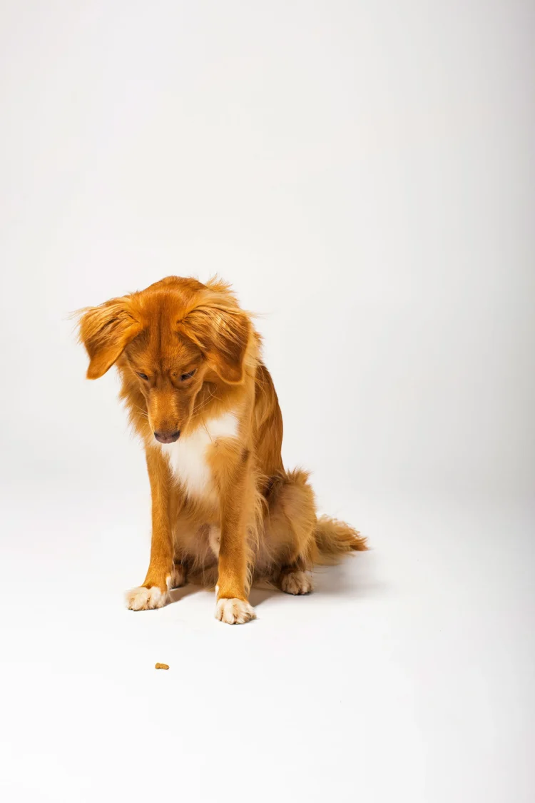 Zurgams Naschhund Produktentwicklung Leckerli